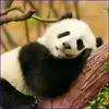 Animal Differences  gameplay small view