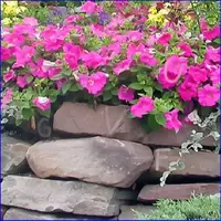 Flower Garden gameplay large view