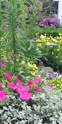 gameplay large view Flower Garden  gameplay small view